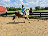 Hing, Pinto horses — 5. fotó