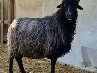 公羊, Cameroon sheep — 照片 2
