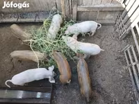 Pigs (batch, sex not specified), Мангалица — photo 2