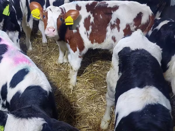 Bika, Simmental cattle