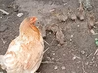 Chickens — 2. fotó