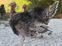 Turkeys — photo 1
