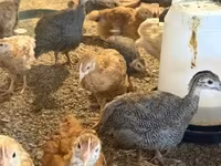Chickens — foto 3