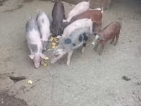 公猪, Pigs — 照片 7