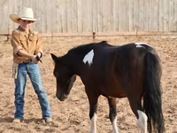 Caballo, Pinto horses — foto 8