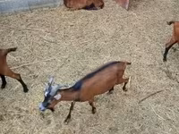 公山羊, Alpine goat — 照片 3