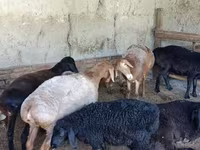 Qoyunlar (partiya, cinsi göstərilməyib), Qoyunlar — foto 6