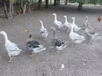 Geese — photo 4