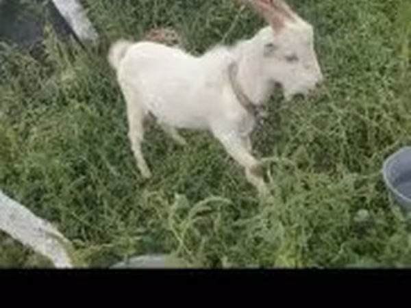 Goat, Goats — Hungary