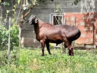 Beran, Ovce — foto 1