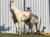 Hengst, Kentucky mountain daddle horse — Foto 3