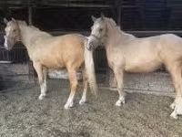 母马, Horses — 照片 3