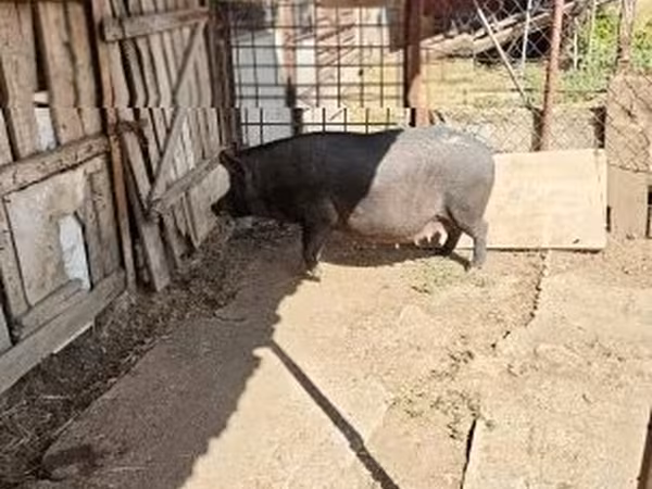 母猪, Pigs