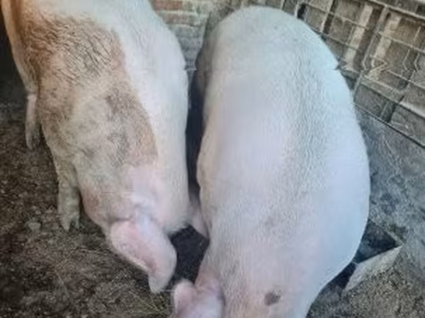 Cerdos (lote, sexo no especificado),  — Hungría