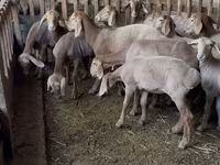Brebis, Hissar sheep — photo 2
