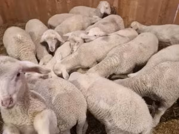 Kos, Merinoland sheep