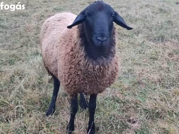 Kos, Racka sheep — Magyarország