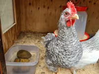 japán bantam — 1. fotó