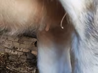 Byk, Simmental cattle — zdjęcie 4