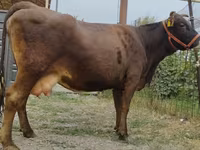 母牛, Simmental cattle — 照片 3