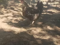 Gallina eslovena barrada — foto 2