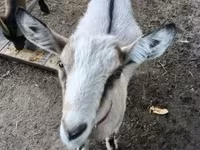 Koza, Kozy — foto 4