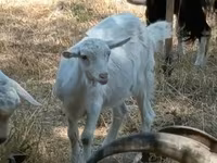 母山羊, Goats — 照片 2