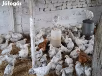 Chickens — الصورة 6