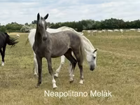 Hing, Lovak — 1. fotó