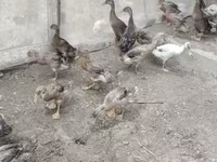 Ducks — foto 1