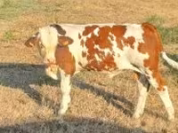 सांड, Simmental cattle — फ़ोटो 1