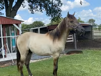 Hing, Rocky Mountain Horse — 6. fotó