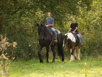 Hing, Friesian — 2. fotó
