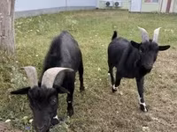 公山羊, Nigerian dwarf goats — 照片 3