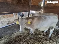 Toro, Raza Holstein — foto 3