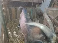 公山羊, Goats — 照片 2