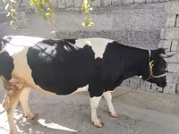 母牛, Russian Black pied cattle — 照片 4
