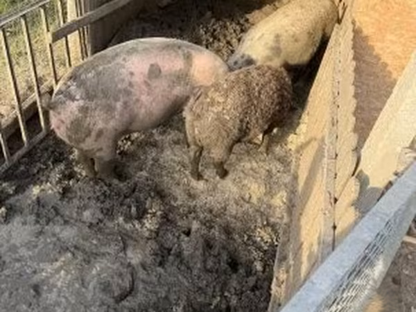Säue, Мангалица