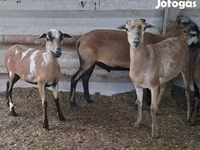 Juh, Cameroon sheep — 2. fotó
