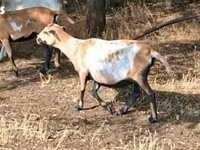 Oveja, Cameroon sheep — foto 3