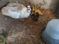Ducks — photo 2