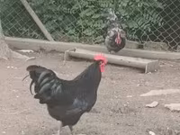 Australorp — Foto 1