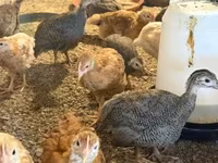 Chickens — 照片 3