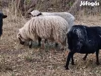 मेढ़ा, Racka sheep — फ़ोटो 1