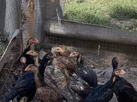 Chickens — zdjęcie 3