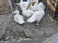 Ducks — الصورة 1