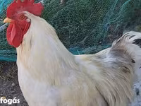 Chickens — फ़ोटो 1