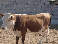 Bull, Swiss cattle — photo 2