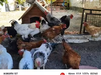 Chickens — 照片 4