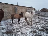 Égua, Cavalos — foto 2